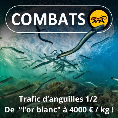 S05E50 : Trafic de civelles (anguilles) 1/2 : "l'or blanc" à 4000 euros le kilo... cover