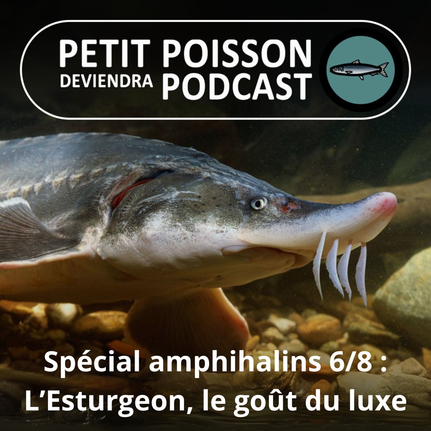 Petit Poisson deviendra Podcast