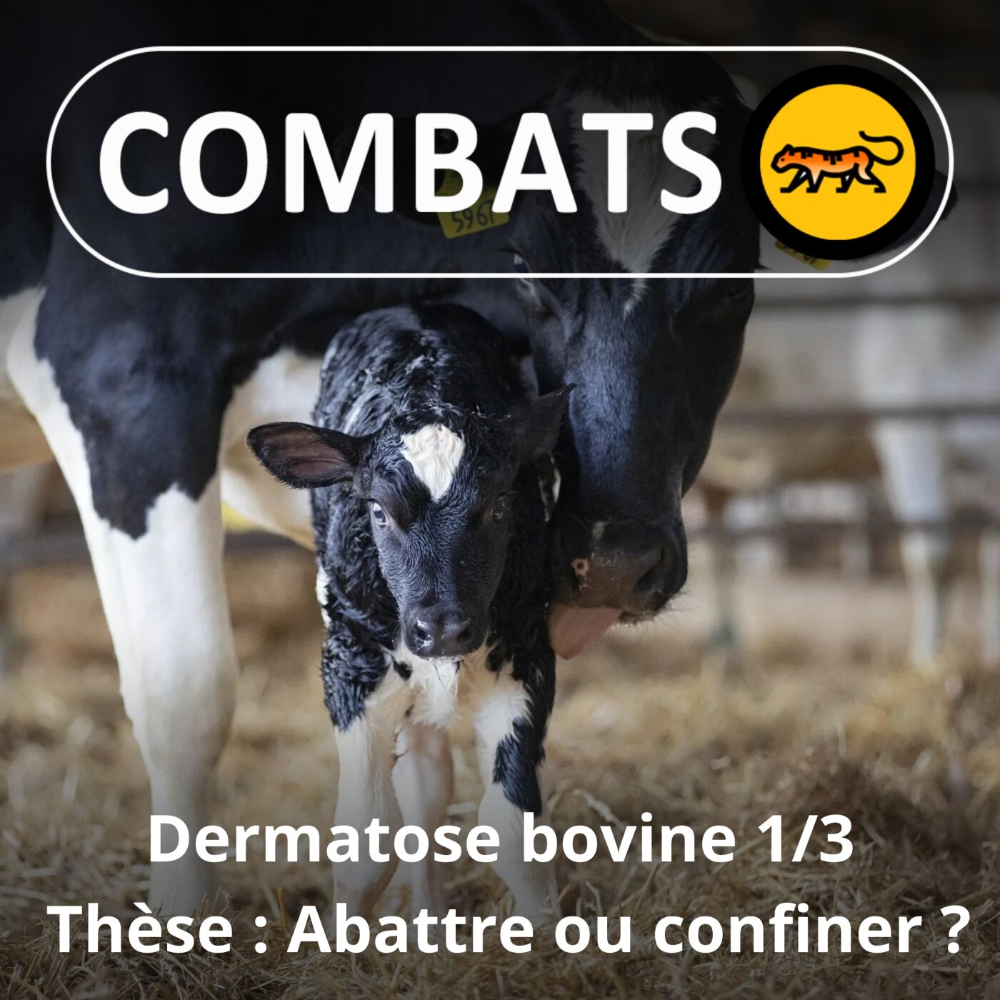 S05E42 Dermatose bovine 1/3 : Thèse (abattage ou confinement ?)
