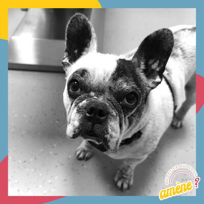 16 - Rescue Boule : venir en aide aux bouledogues français cover