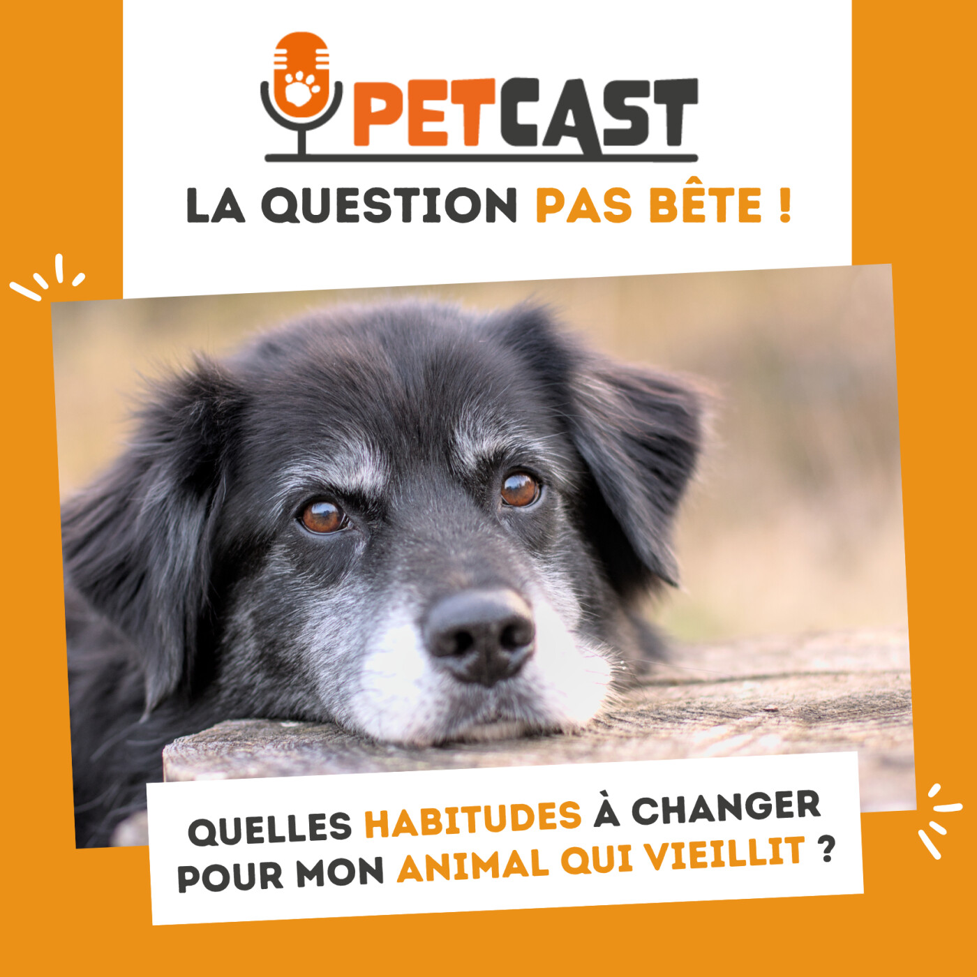 Quelles habitudes à changer pour un animal qui vieillit ? episode artwork