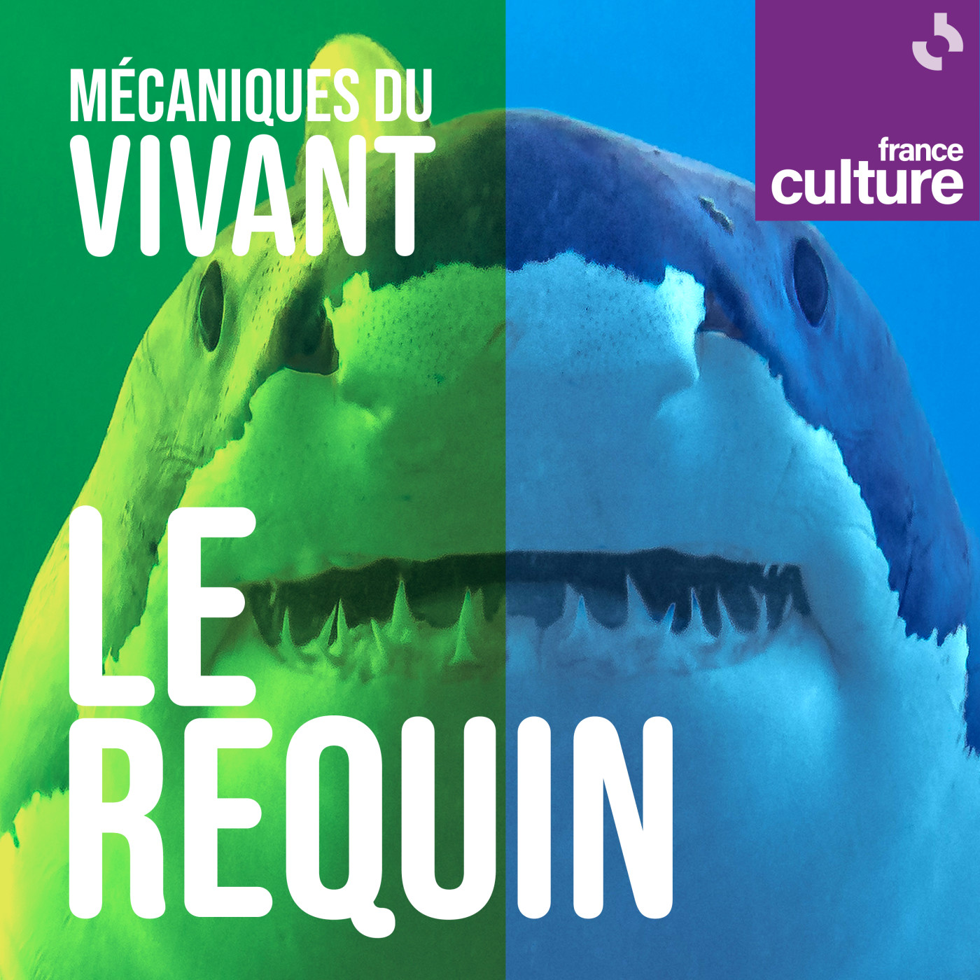 Mécaniques du vivant, saison 2 : Les Requins