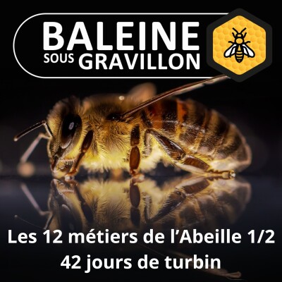 S05E09 Les 12 métiers de l'abeille 1/2 : 42 jours, une vie courte mais bien remplie ! (Dominique Cena) cover
