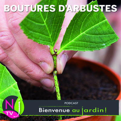 PAROLES D'EXPERTS: RÉUSSIR LES BOUTURES D’ARBUSTES cover