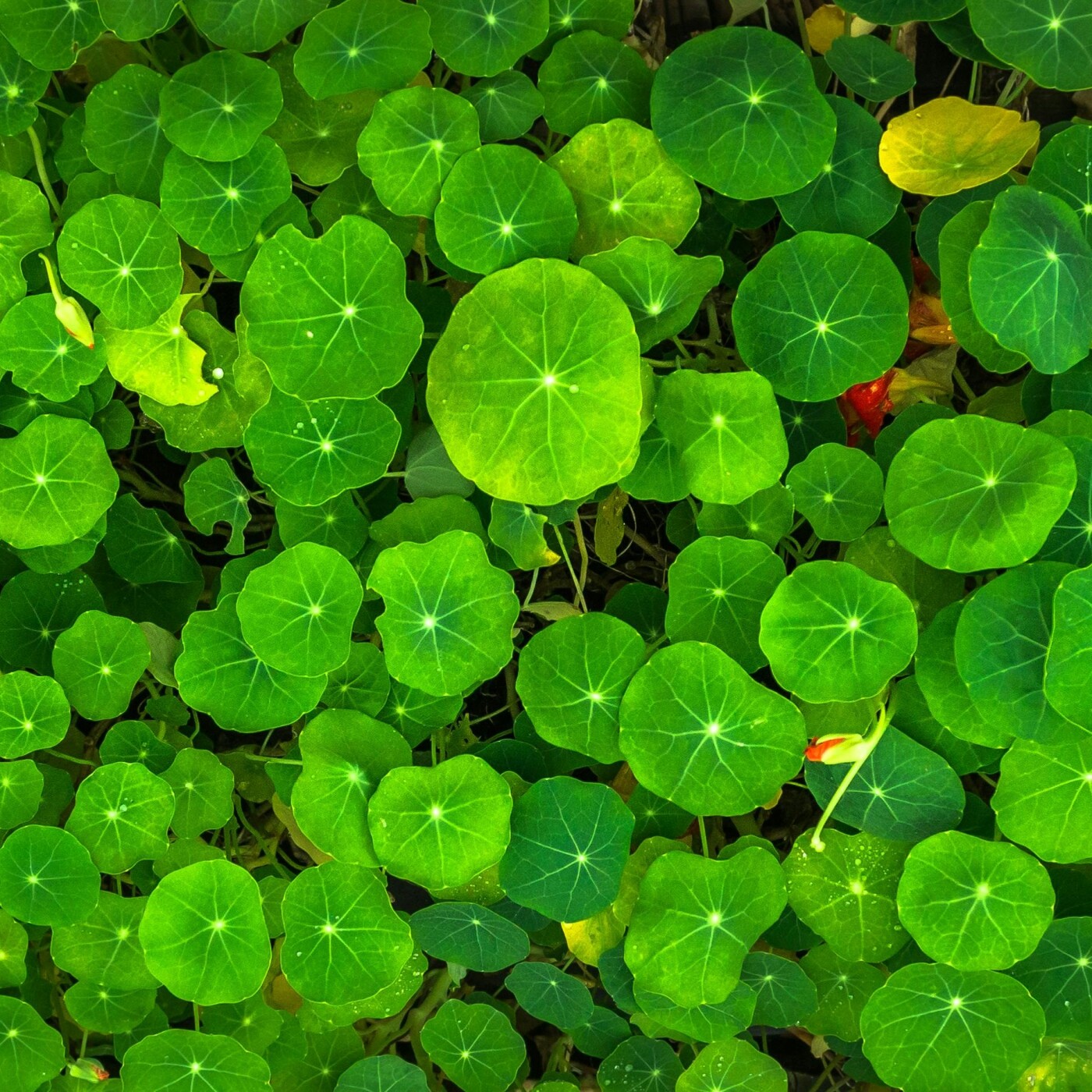 Mais où, exactement, est la mutule ?