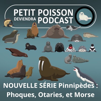 S05E26 NOUVELLE SÉRIE Pinnipèdes : Les Phoques, les Otaries et le Morse (Mathilde Chevallay) cover