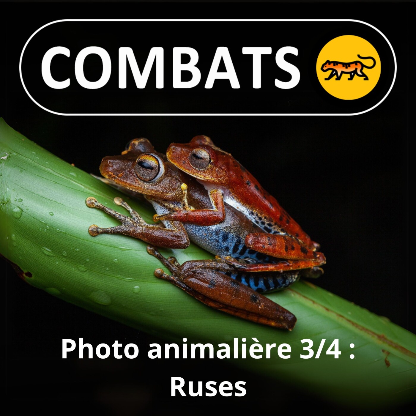 S02E48 Profession photographe animalier 3/4 : Ruses, Frank "Canon" Deschandol