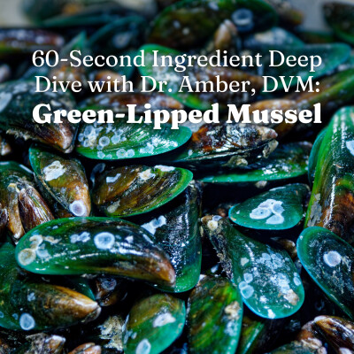 60-Second Ingredient Deep Dive with Dr. Amber, DVM: Green-Lipped Mussel (GLM) for Dog & Cat Joint Health cover