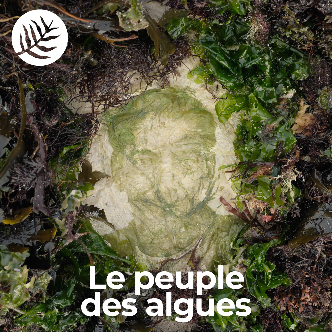 Le Peuple des Algues