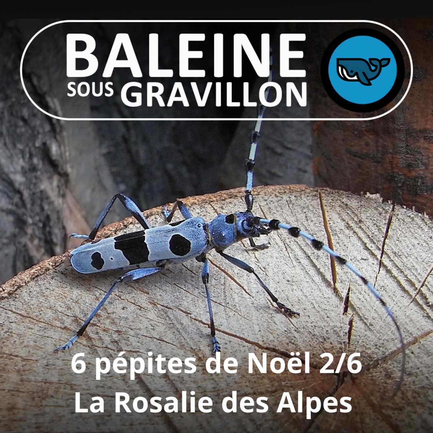 6 PÉPITES DE NOËL 2/6 : La Rosalie des Alpes, un des plus beaux insectes de France