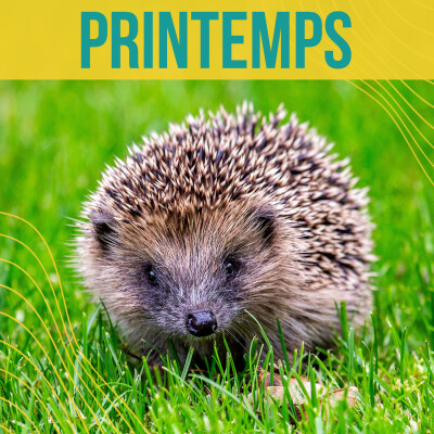 CHRONIQUES DE LA NATURE - Printemps (1/4) cover