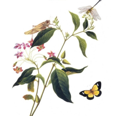 Le Détail du monde. L'Histoire à venir cover