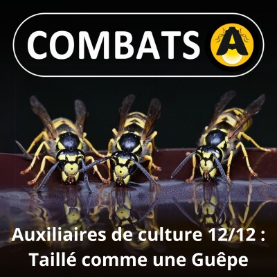 SPÉCIAL Auxiliaires 12/12 : Sans Guêpes, pas de vin ! cover