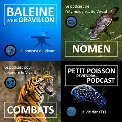 S02E132 Baleine sous Gravillon 2/2 : Bilan et Avenir (Marc Mortelmans) cover