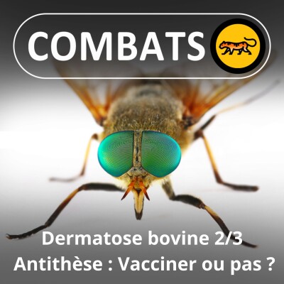 Dermatose bovine 2/3 : Antithèse (vacciner ou pas ?) cover