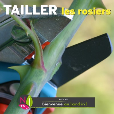 PAROLES D'EXPERTS: COMMENT BIEN TAILLER LES ROSIERS ? cover