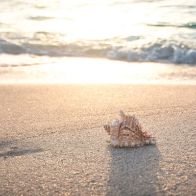 L'Été, Portail de Métamorphose : Explore ton Chemin vers l'Épanouissement cover