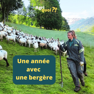 Une année avec : une bergère cover