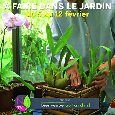 QUE FAIRE DANS LE JARDIN DU 5 AU 12 FÉVRIER ? cover
