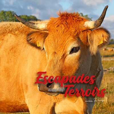 Aubrac - Le Buffadoo et le Taureau de Laguiole cover