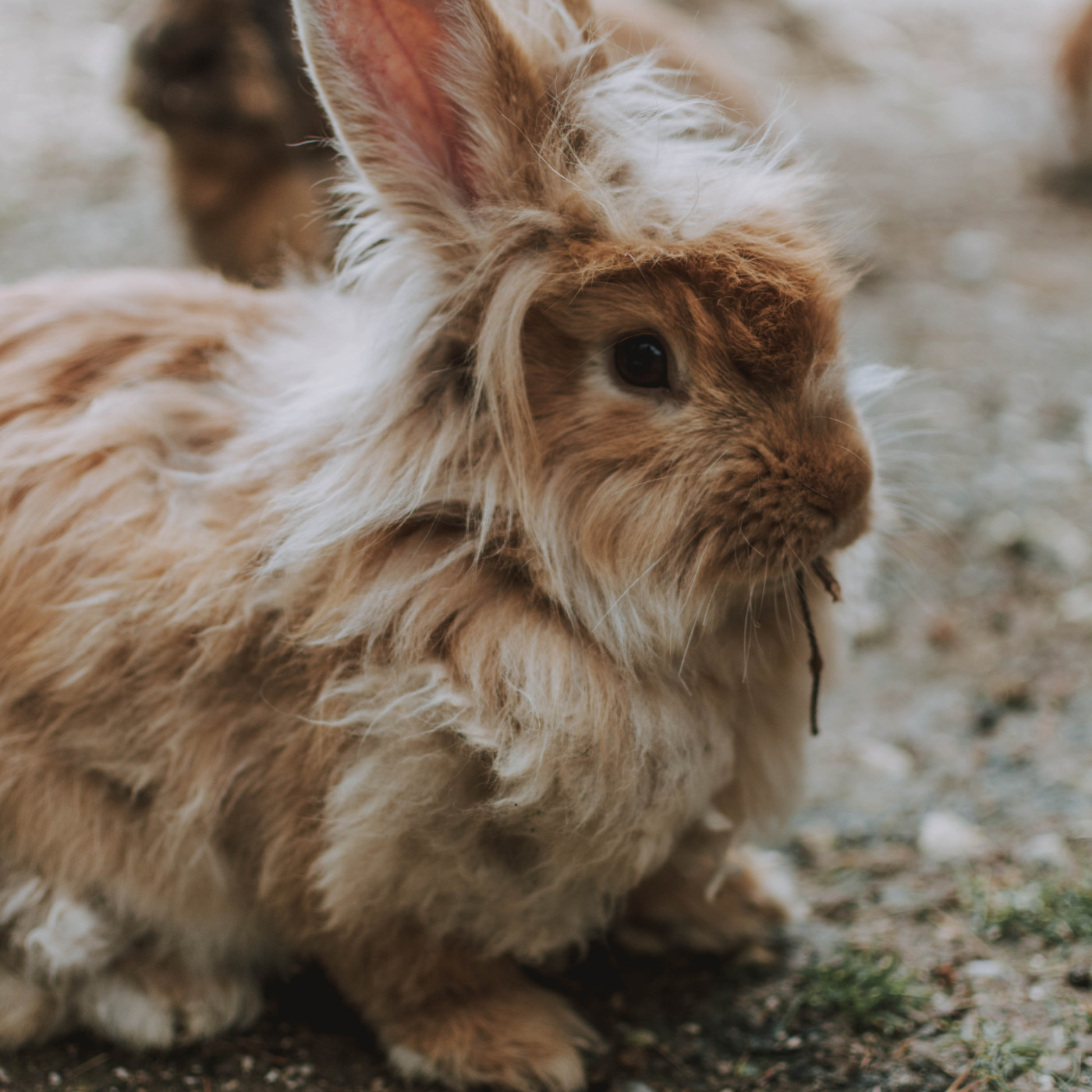 WILD - PODCAST ANIMALIER #0 - TEASER PRESENTATION EMISSION