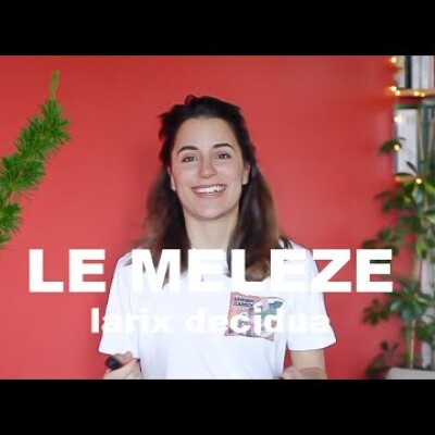 L'huile essentielle de Mélèze - Larix decidua (et olfaction) cover