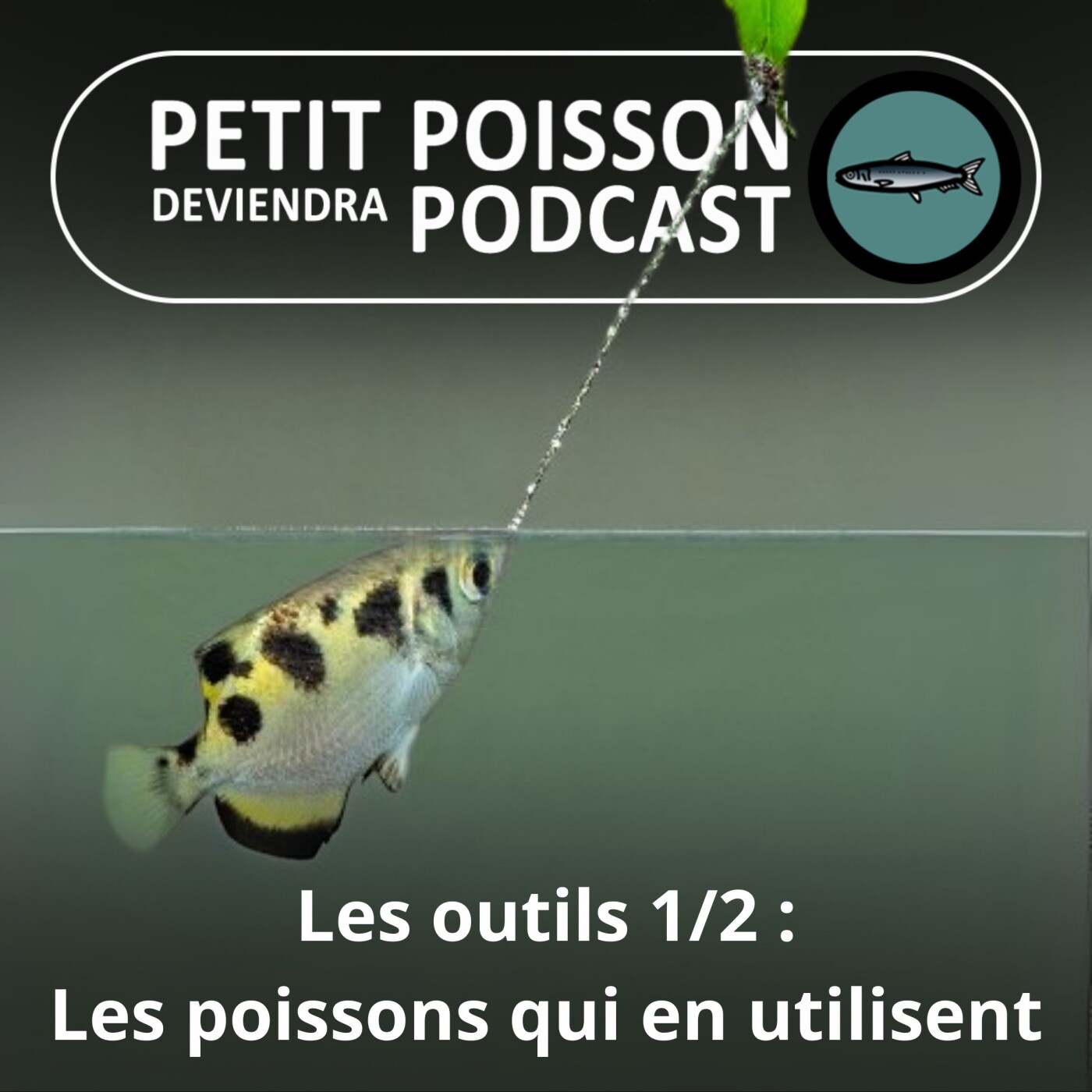 Petit Poisson deviendra Podcast