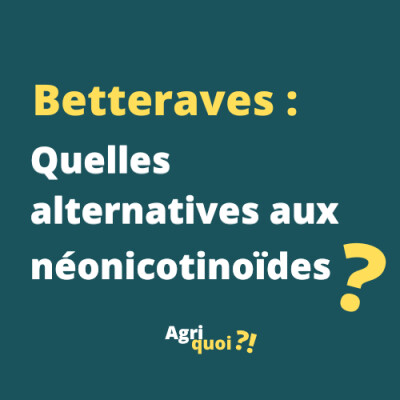 Pas de néonicotinoïdes, pas de betteraves ? cover