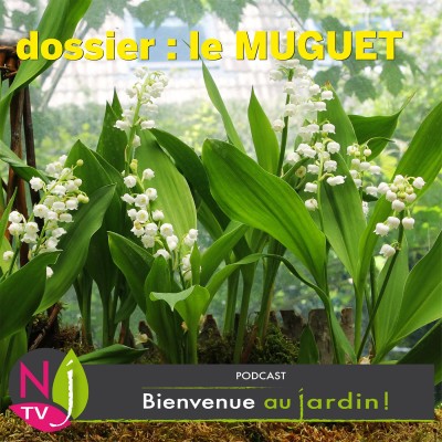 DOSSIER : LE MUGUET cover