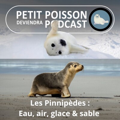 S05E27 Les Pinnipèdes : Eau, air, glace, sable... partout dans leur élément ! cover