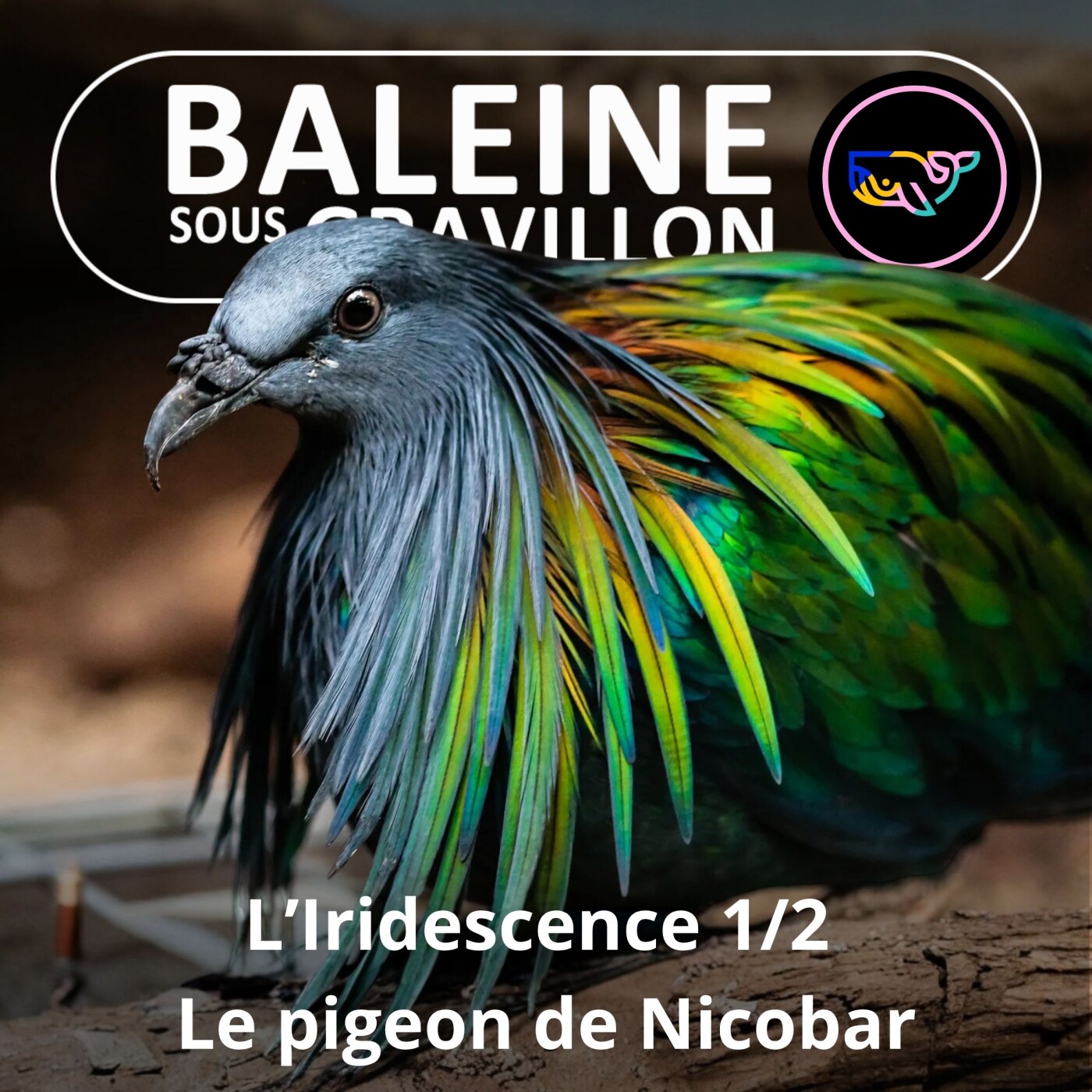 S07E138 Faire "-scence" : Iridescence 1/2, le Pigeon de Nicobar