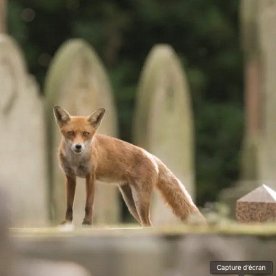 63 - Une délégation à la cause animale ? Invitée: Sylvaine Borel. cover