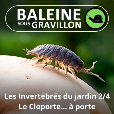 S05E31 Les Invertébrés du jardin 2/4 : Les Cloportes... aussi célèbres que méconnus ! cover