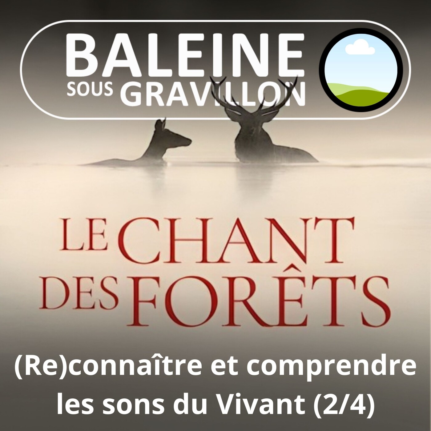 Baleine sous Gravillon