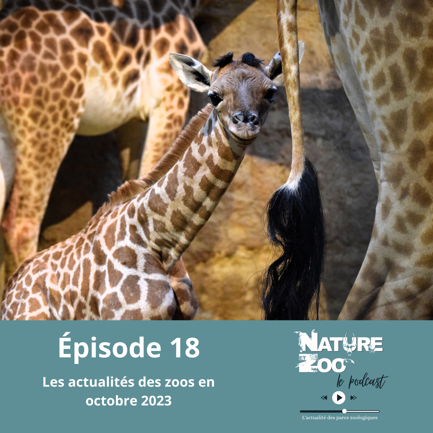 Nature et Zoo - Le Podcast