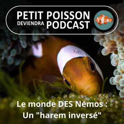 S04E19 Le monde DES Némos : Une femelle règne sur un "harem inversé" de mâles ! cover