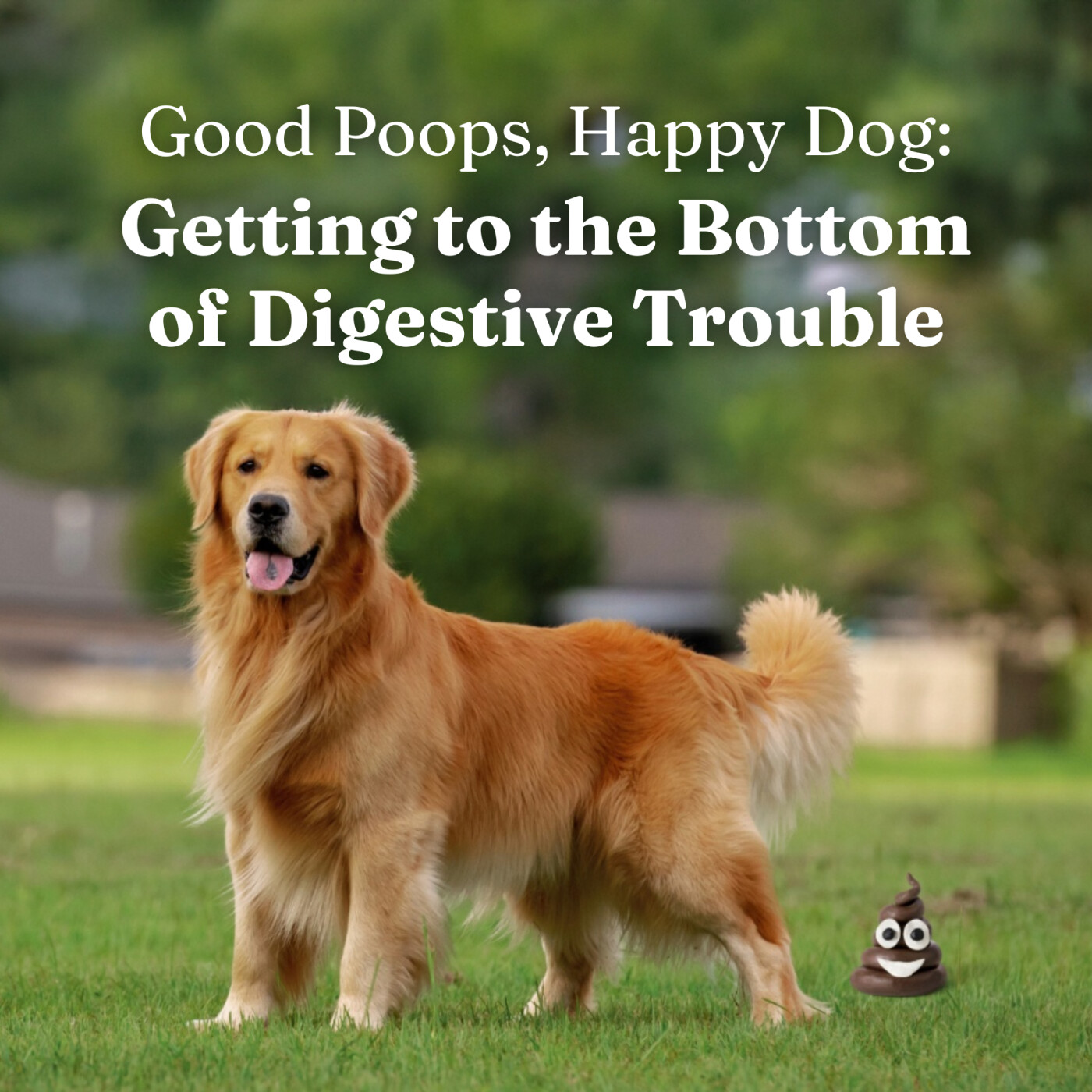 Good Poops, Happy Dog: Getting to the Bottom of Digestive Trouble episode artwork