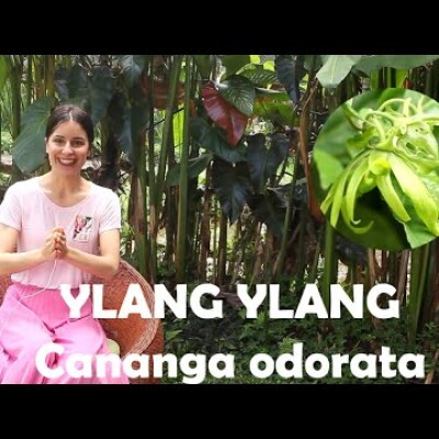 L'huile essentielle d'Ylang Ylang : pour retrouver le goût des plaisirs ! cover