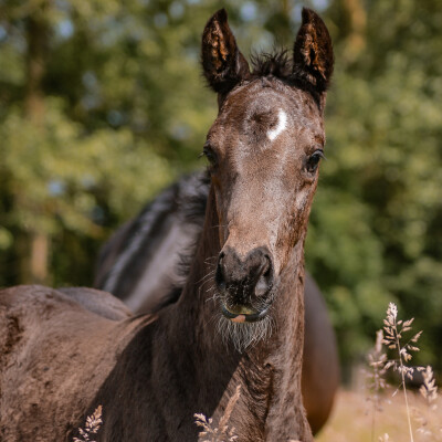 🐎 Dressage • L’importance de la cohérence cover