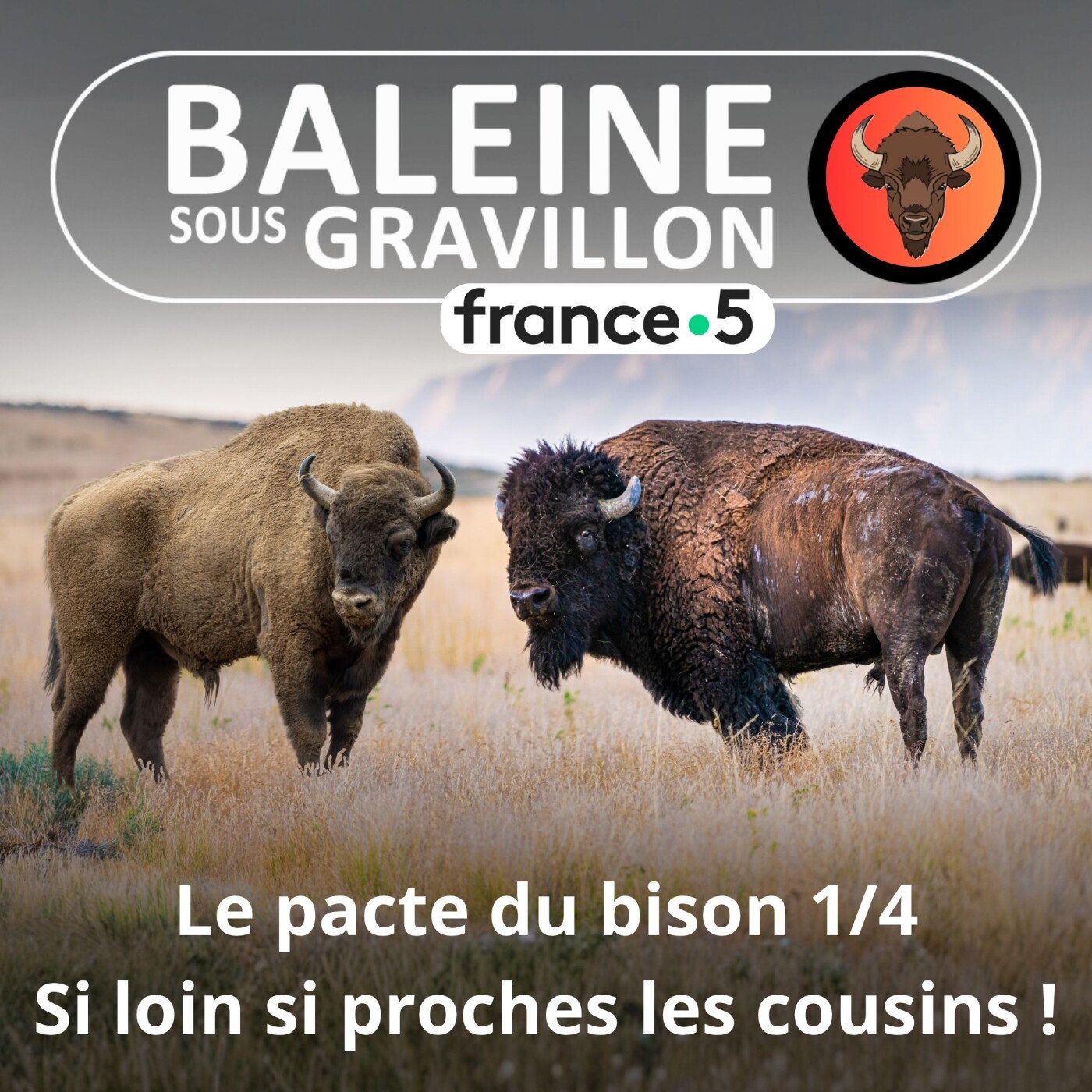 S07E32 Le Pacte du bison 1/4 : Européen et américain, deux proches cousins (Marc Mortelmans)