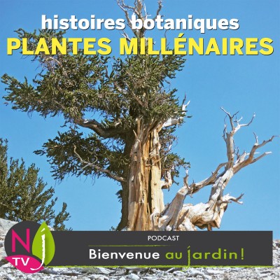 HISTOIRES BOTANIQUES: LES PLANTES LES PLUS VIEILLES DU MONDE cover