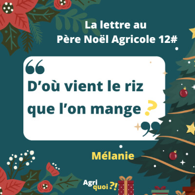 Lettre au Père Noël agricole 12 : D'où vient le riz que l'on mange ? cover