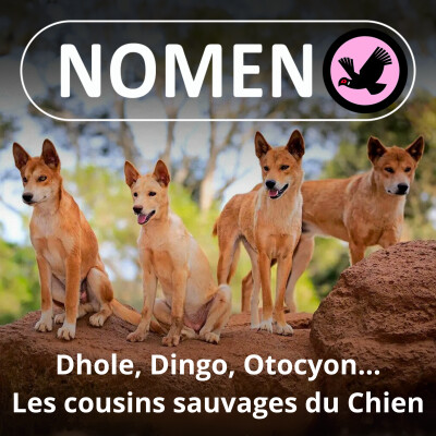 S01E33 Dingo, Dhole, Chacal, Otocyon : Les cousins des chiens cover