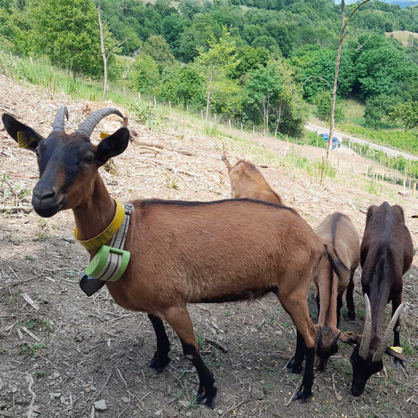 Réseau Natura 2000 : reconquête pastorale et protection des pelouses sèches dans le Massif des Bauges episode artwork