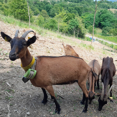 Réseau Natura 2000 : reconquête pastorale et protection des pelouses sèches dans le Massif des Bauges cover