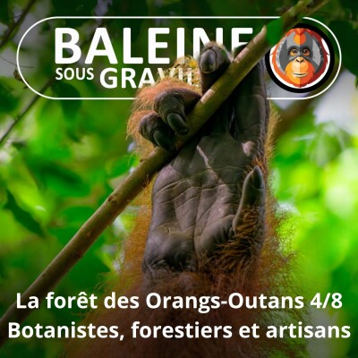 S07E116 Les Orangs-Outans 4/8 : Botanistes, forestiers... et bricolos (Emmanuelle Grundmann) cover