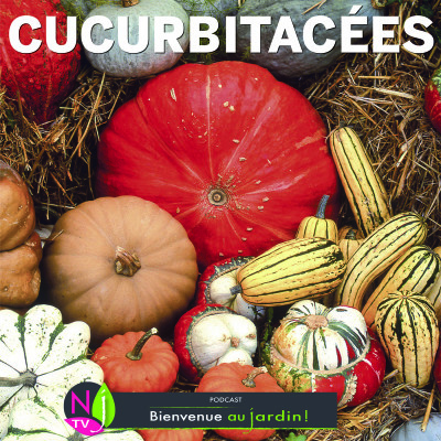 LE DOSSIER: CITROUILLES, POTIRONS ET AUTRES COURGES cover