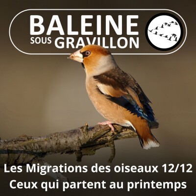 S04E29 Les Migrations des Oiseaux 12/12 : Partir au printemps (avril mai juin) cover