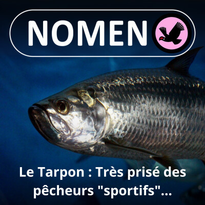BEST OF D'ÉTÉ #19 : Le Tarpon, un hareng géant très prisé des pêcheurs "sportifs"… cover