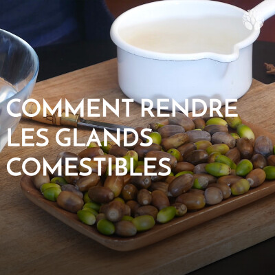 Comment rendre les glands comestibles cover